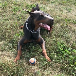 Meet your Posher, Kelsey